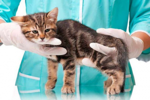 Гіперпаратиреоз у котах - що вам потрібно знати? Гіперпаратиреоз у котах - що вам потрібно знати?